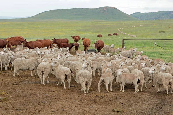 Des Moutons Des Bovins Mérinos Plein Air Dans Des Parcours — Photo