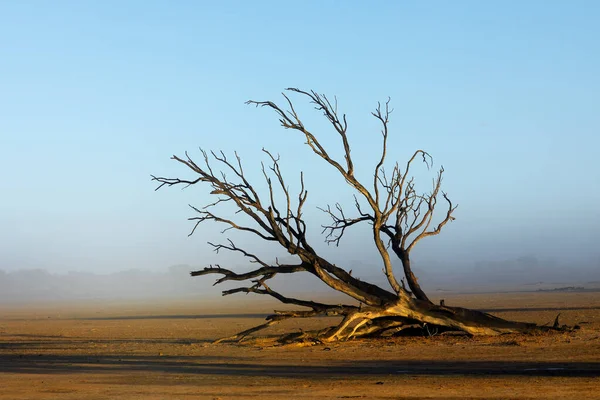 Paisagem Cênica Com Uma Árvore Morta Névoa Deserto Kalahari África — Fotografia de Stock