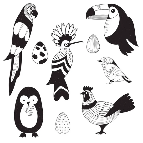 Conjunto Vetores Aves Ovos Papagaio Tucano Capuz Galo Pinguim Pardal — Vetor de Stock