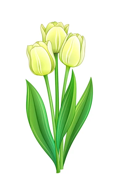 Fehér tulipán csokor — Stock Vector