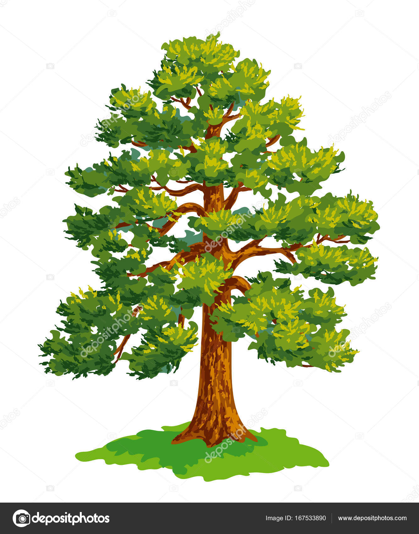 Imágenes pinos dibujo Dibujo de pino vectorial — Vector de stock