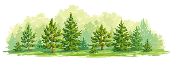 松やモミの木ベクター グラフィックの若い森林 — ストックベクタ