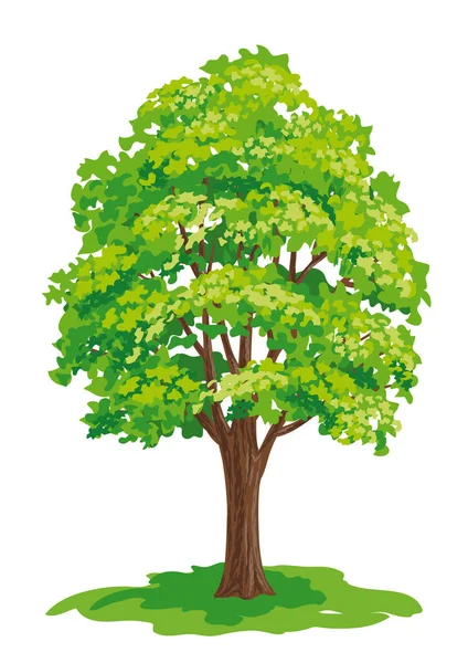 Dibujo vectorial del árbol de arce — Archivo Imágenes Vectoriales