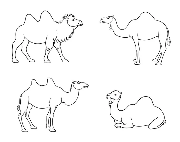 Camellos en contornos - ilustración vectorial — Vector de stock