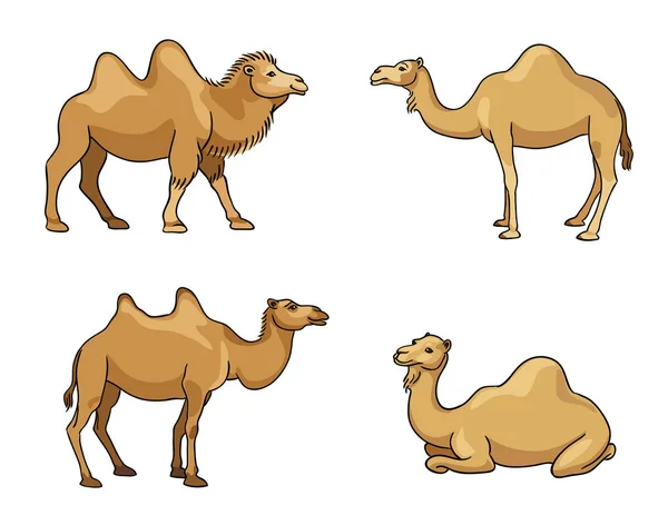 Camelsand dromaderies - ilustración vectorial — Vector de stock