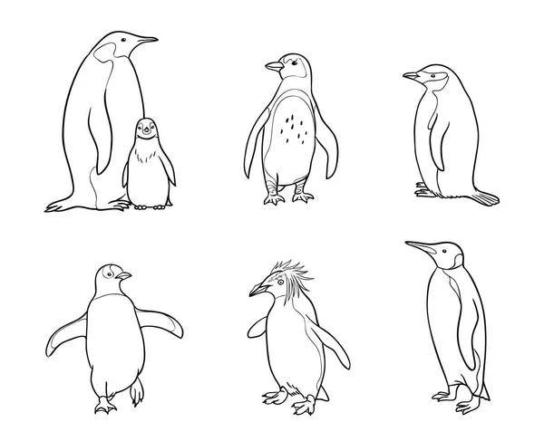 Conjunto de pinguins diferentes em contornos - ilustração vetorial —  Vetores de Stock