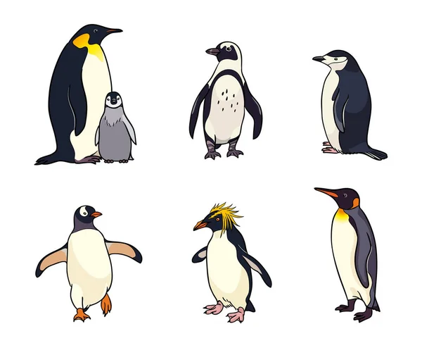 Farklı penguenler - vektör çizim seti — Stok Vektör
