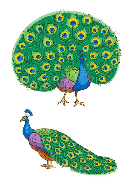 Lichte peacock - vectorillustratie — Stockvector