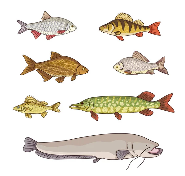 Sladkovodní ryby - vektorové ilustrace — Stockový vektor
