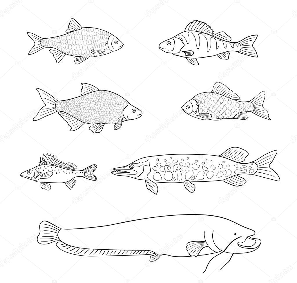 Freshwater fish in outlines - vector illustration