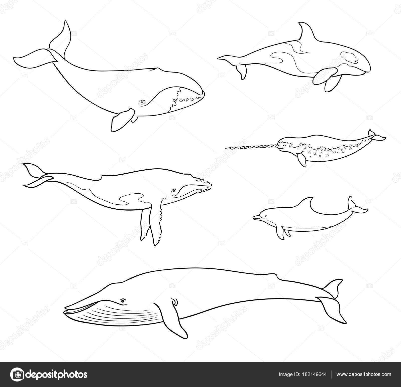 Baleia assassina Cetacea Desenho para colorir, Desenho, BALEIA, branco,  marinho Mamífero, mamífero png