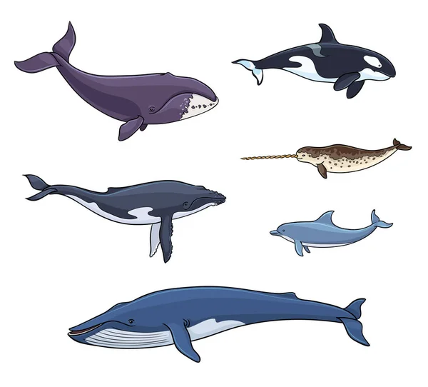 Mamíferos marinhos (cetáceos) - ilustração vetorial — Vetor de Stock
