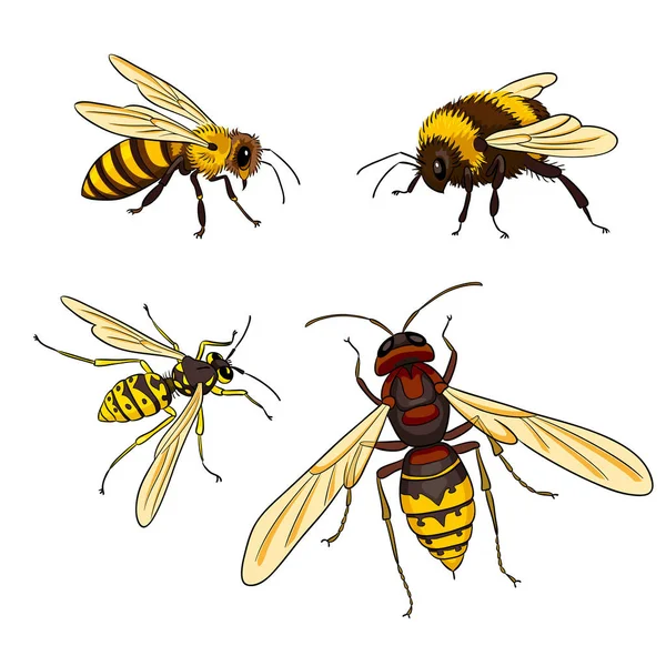 Abeja, avispa, abejorro, avispón - ilustración vectorial — Vector de stock