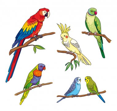 Farklı papağan - vektör çizim