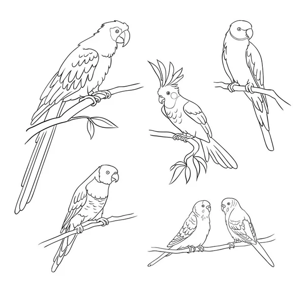 Different parrots in outlines - vector illustration — Stock Vector