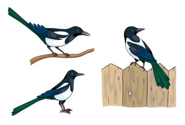 Magpies - vektör çizim