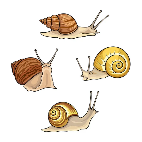 Set of snails - vector illustration — Stock Vector