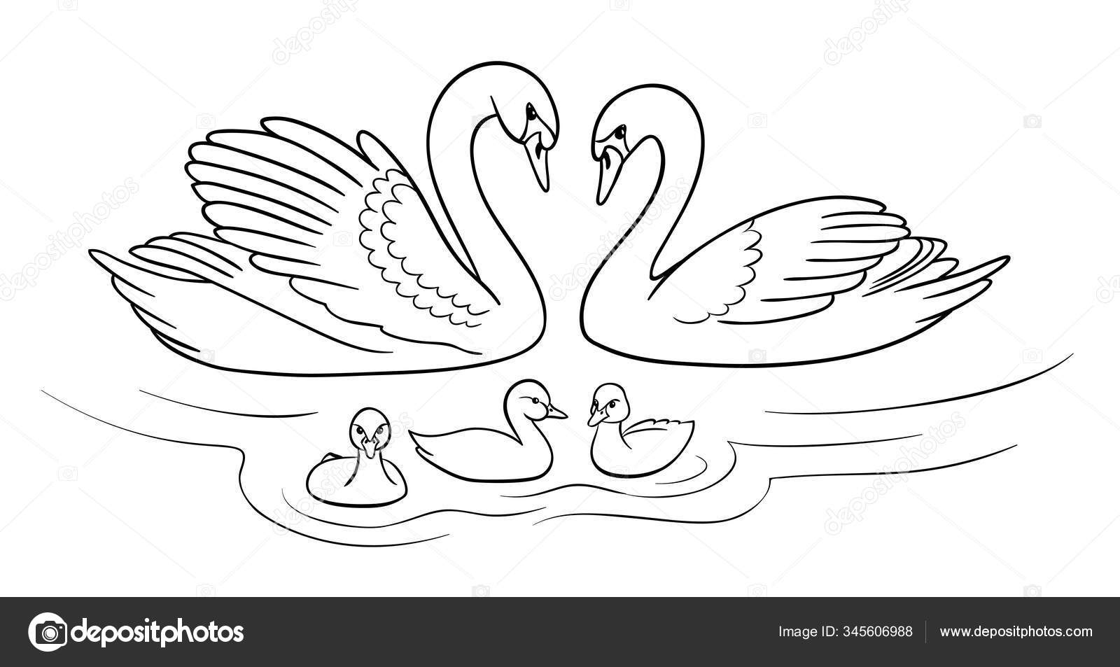 Лебединая пара и малыш рисунок раскраска