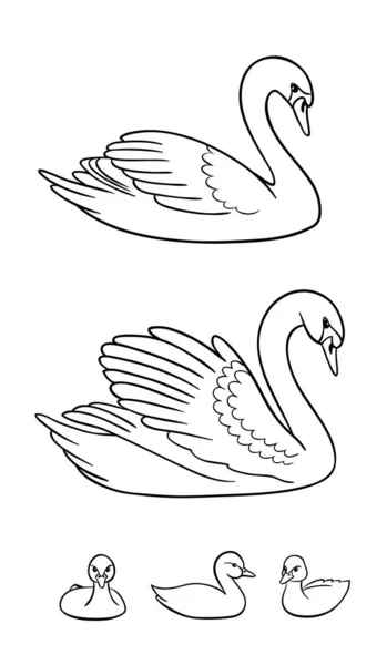 Conjunto de cisnes en los contornos - dos udult y tres pájaros bebé - vect — Vector de stock