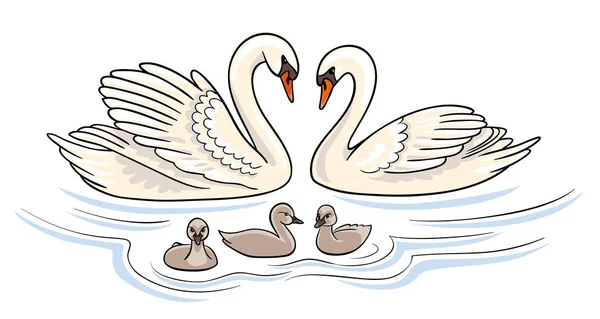 Família dos cisnes - ilustração vetorial —  Vetores de Stock