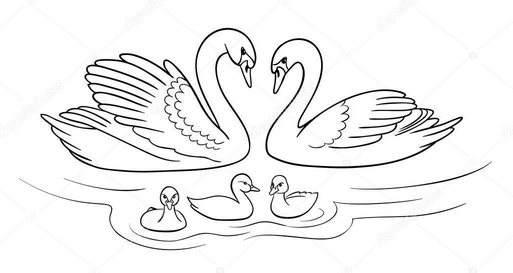 Swans family in outlines - vector illustration
