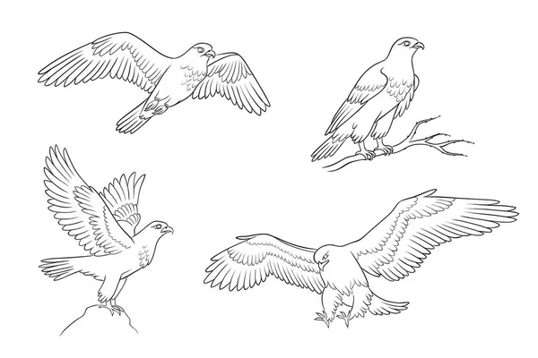 Set Four Falcons Contours Vector Coloring Book Illustration — Stock Vector