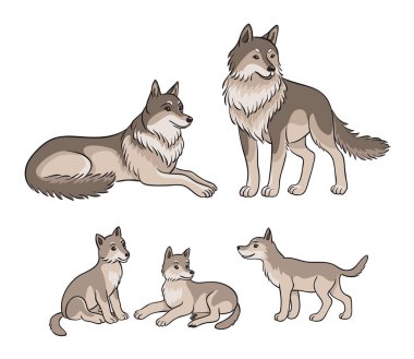 Wolves ailesi, ebeveynler ve üç yavru. Vektör illüstrasyonu.