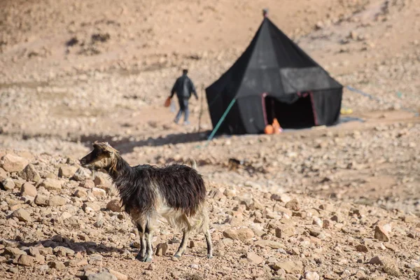 Cabra joven en las montañas del Atlas, Marruecos —  Fotos de Stock