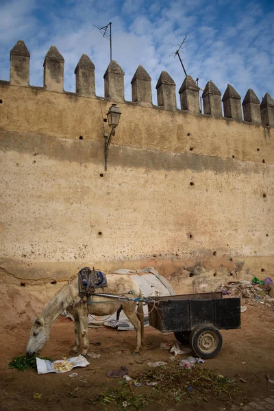 Burro em Fez, Marrocos . — Fotografia de Stock