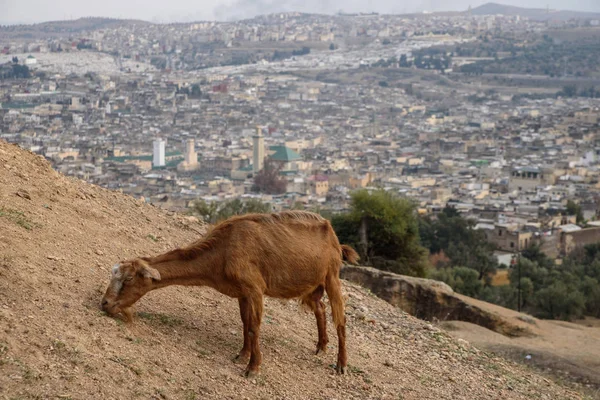 Cabra y un panorama de Fez, Marruecos, África del Norte —  Fotos de Stock