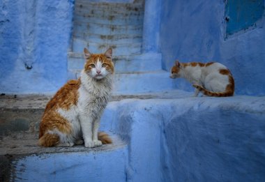 Cats: Chefchaouen, Morocco mavi şehir içinde.