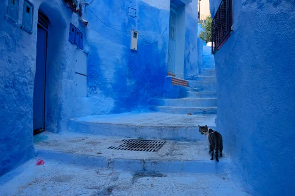 Cat a Chefchaouen, la città blu del Marocco . — Foto Stock