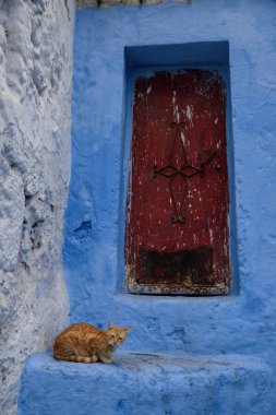 Kedi: Chefchaouen, Morocco mavi şehir içinde.
