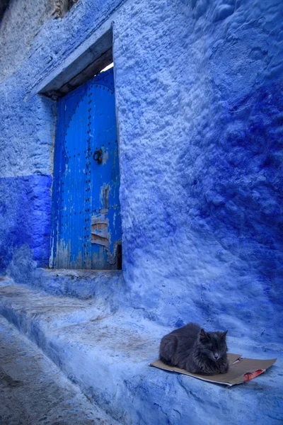 Macska-Chefchaouen, a kék a marokkói város. Stock Fotó