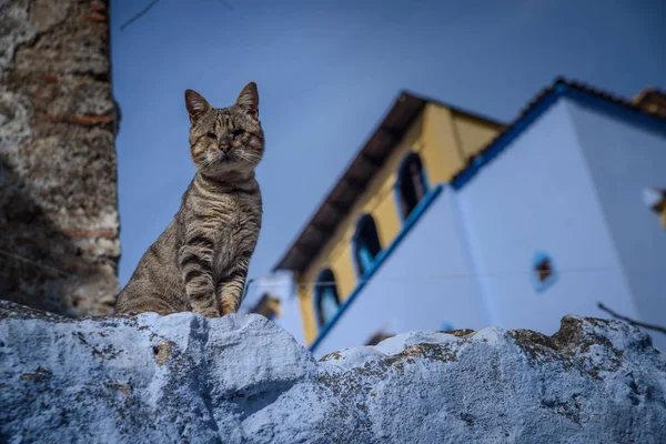 Katt i Chefchaouen, blå staden i Marocko. Stockfoto