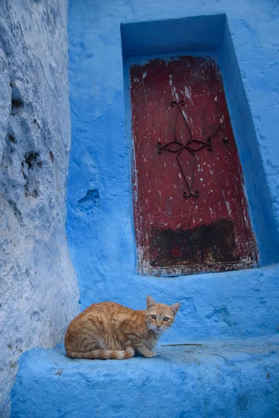 Gato em Chefchaouen, a cidade azul no Marrocos . Imagem De Stock
