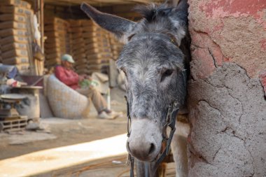 Eşek Marrakesh, Morocco