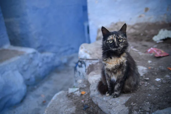 Katt i Chefchaouen, blå staden i Marocko. Stockbild