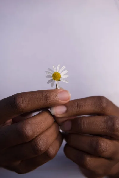 Girl with a flower in her hand — Stock Photo, Image