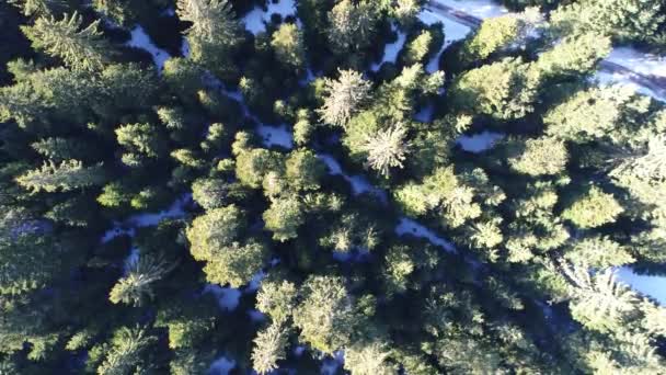 Vista aerea foresta invernale — Video Stock