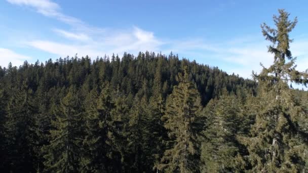 Vista aérea floresta de inverno — Vídeo de Stock