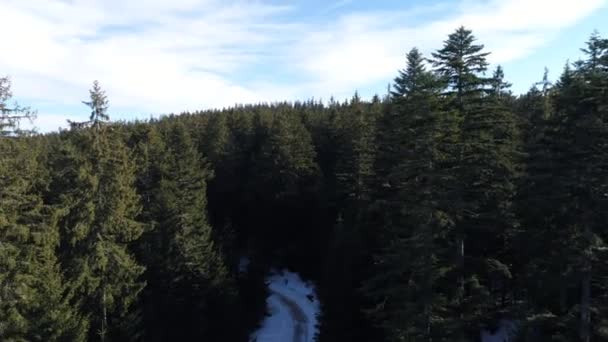 Aerial view winter forest — Stock Video