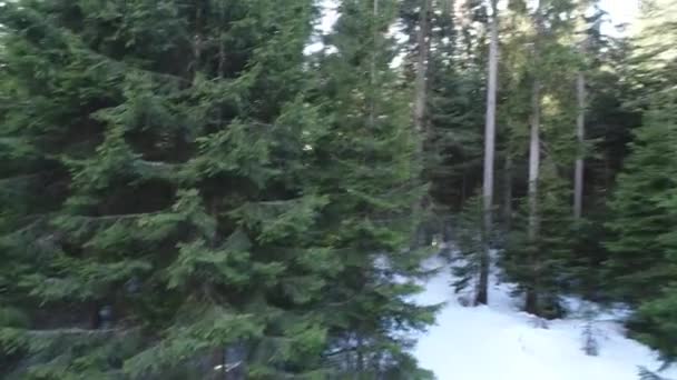 Luchtfoto winter forest — Stockvideo