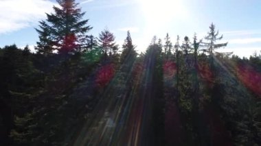 Güzel Kış Ormanı 