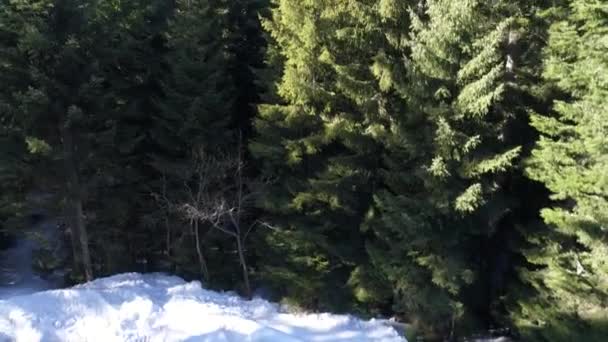 Belle forêt d'hiver — Video