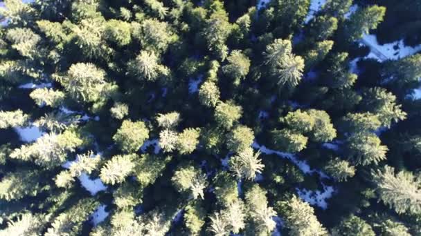 Frumoasă pădure de iarnă — Videoclip de stoc