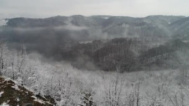 Bela floresta de inverno — Vídeo de Stock