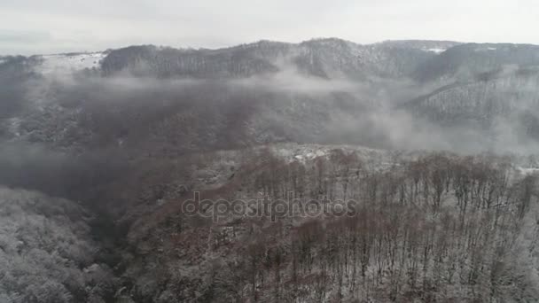 Прекрасный зимний лес — стоковое видео