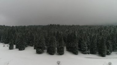 Güzel Kış Ormanı