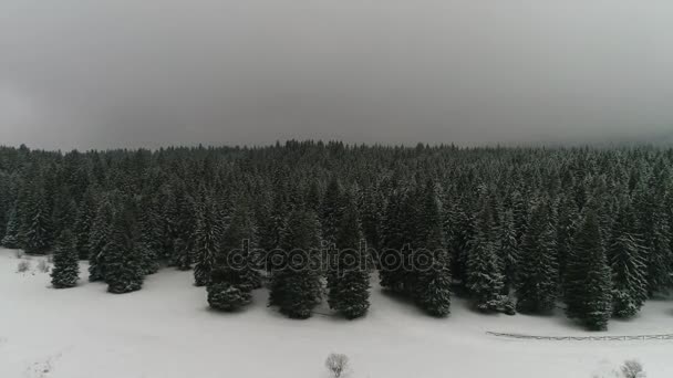 Beautiful winter forest — Stock Video